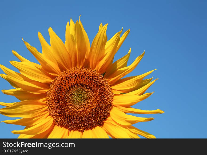 Sunflower on blue background