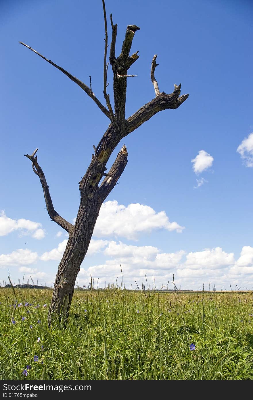 Dry tree on a green meadow. Dry tree on a green meadow.