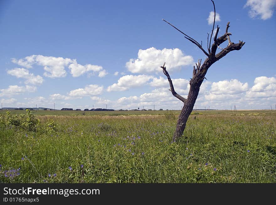 Dry tree on a green meadow. Dry tree on a green meadow.