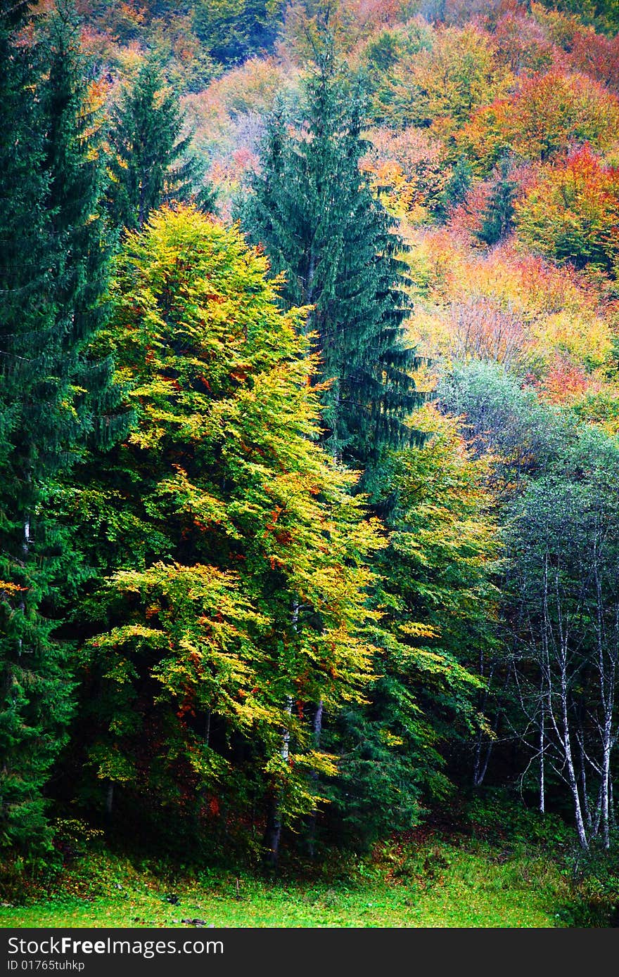 An image of a autumn trees in a wood. An image of a autumn trees in a wood