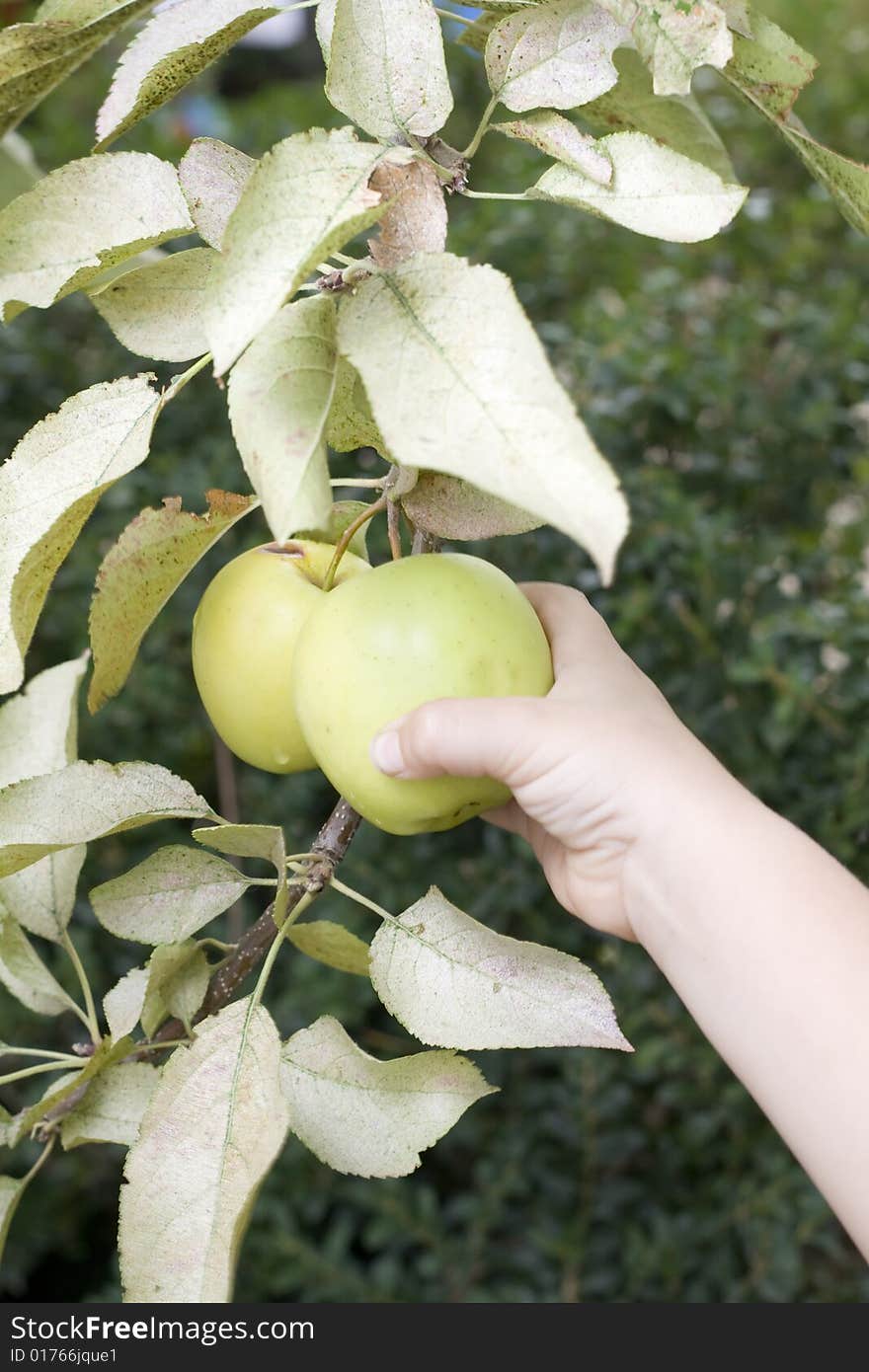 Child taking an apple directly from the tree