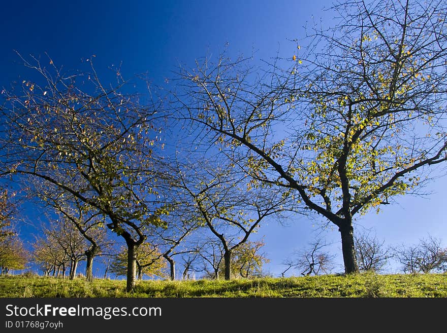 Cherry Tree in Fall Season