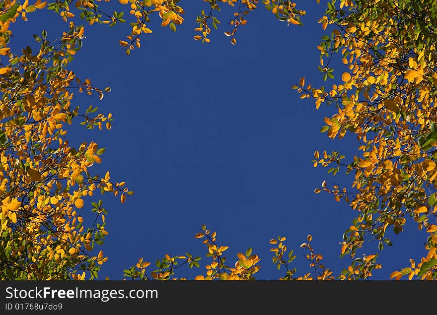 Autumn gold leaves frame on blue sky background. Autumn gold leaves frame on blue sky background