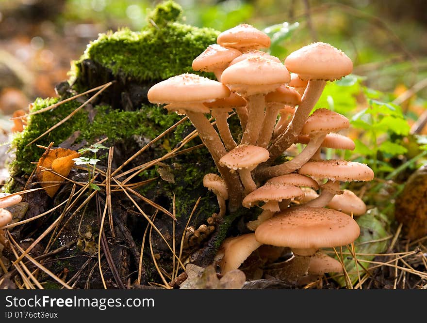 Armillaria mellea edible mushroom on moss in autumn forest. Armillaria mellea edible mushroom on moss in autumn forest