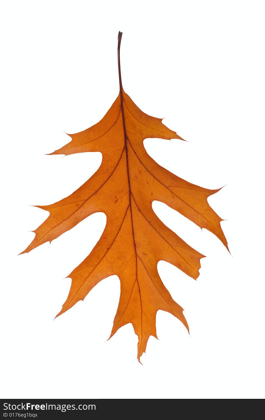 Dry oak leaf