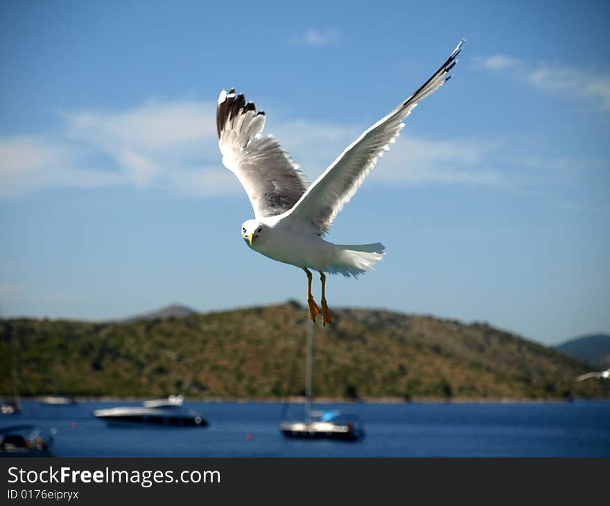 A beautiful seagull flying / sea