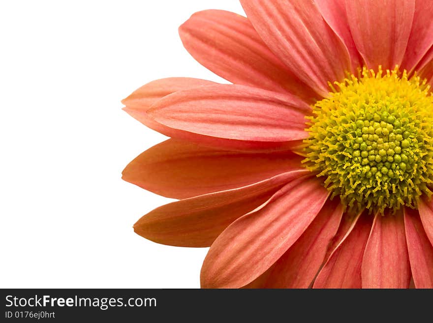 Closeup of orange,pink daisy isolated on white background with clipping path. Closeup of orange,pink daisy isolated on white background with clipping path