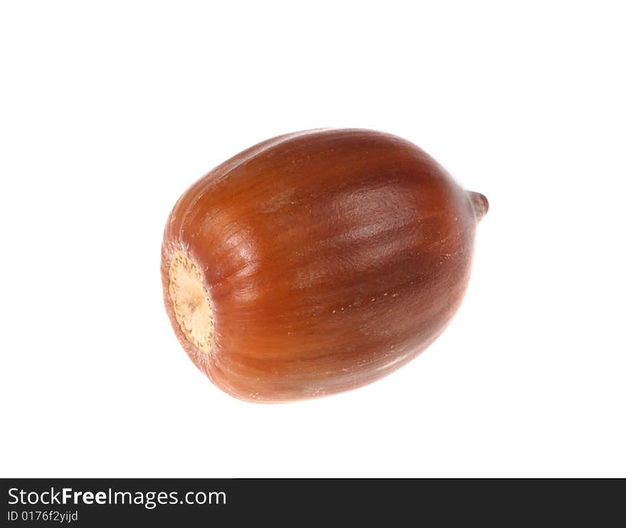 Brown acorn