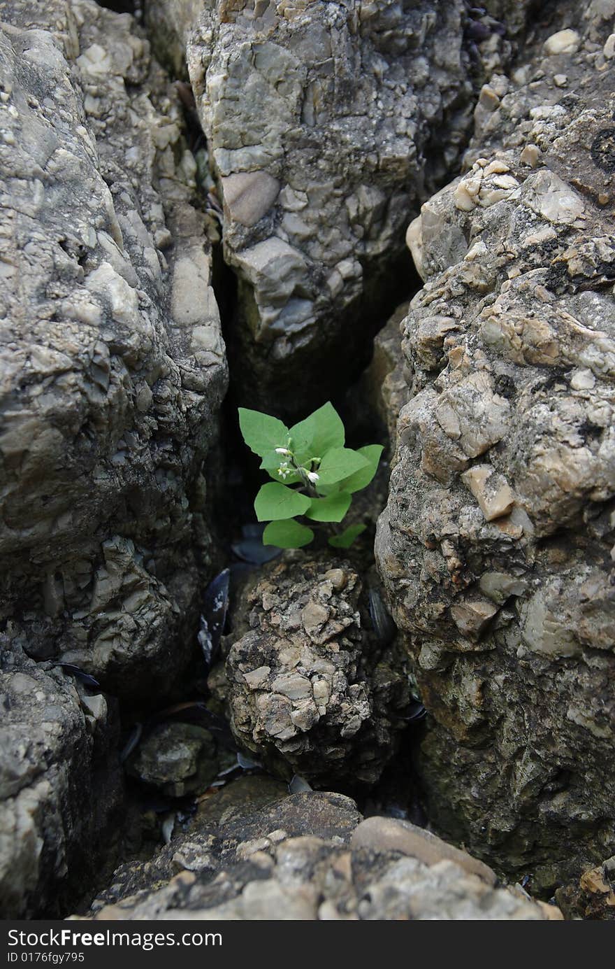 Stone Flower