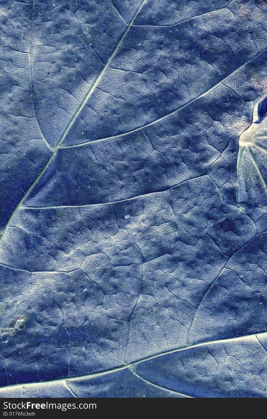 Leaf Structure