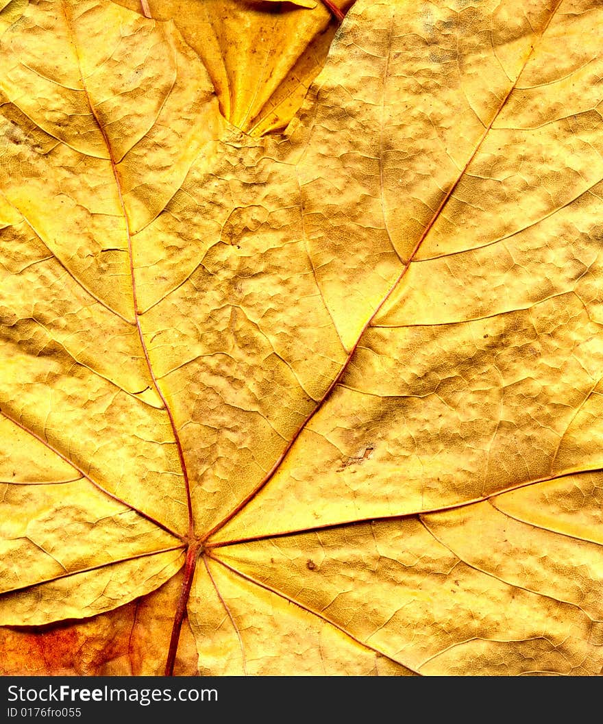 Background from yellow autumn leaf. Background from yellow autumn leaf