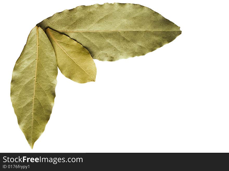 Three bay leaves on white