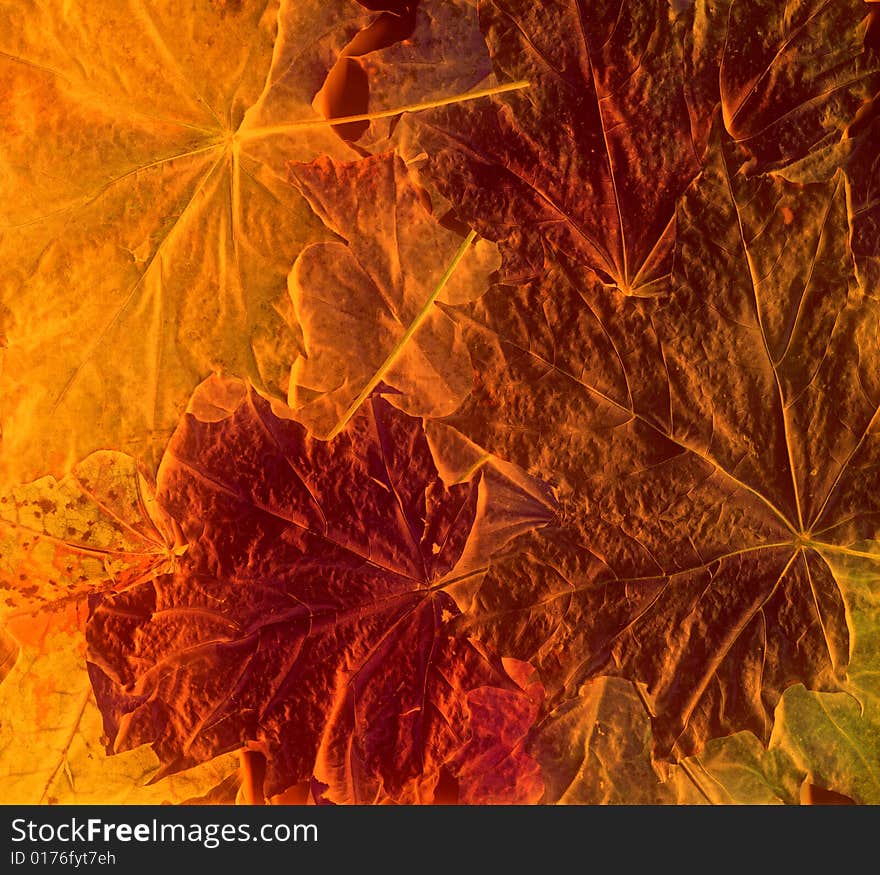 Background from yellow autumn leaves. Background from yellow autumn leaves