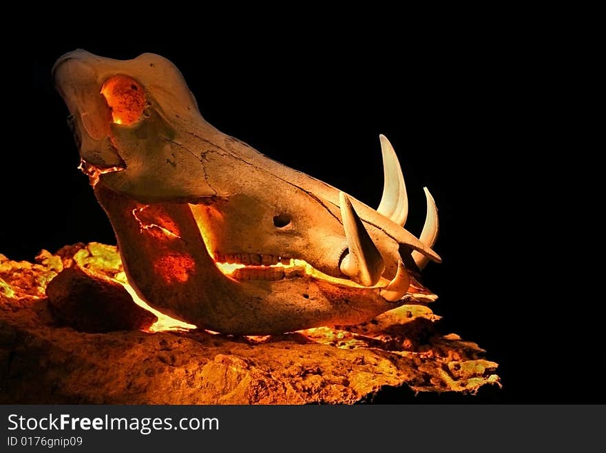 Warthog skull lit by candles from inside against black background on a rock. Warthog skull lit by candles from inside against black background on a rock