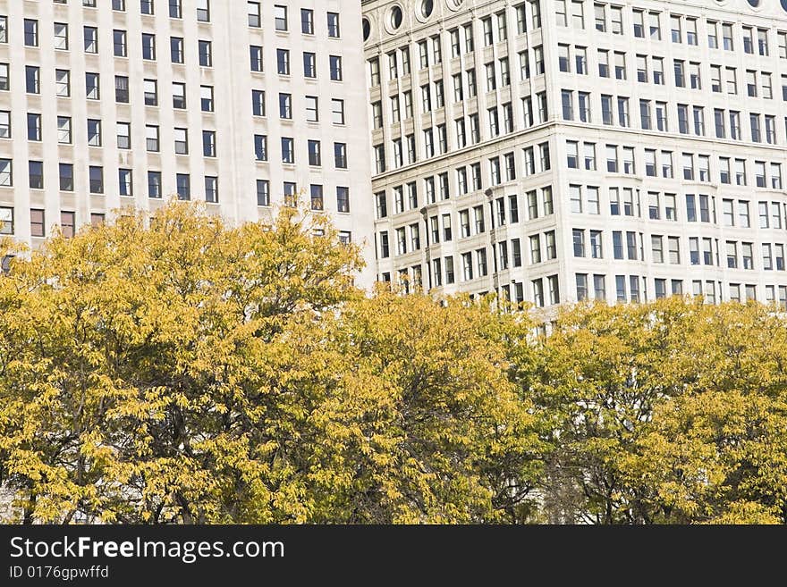 Autumn in Chicago - Michihan Avenue