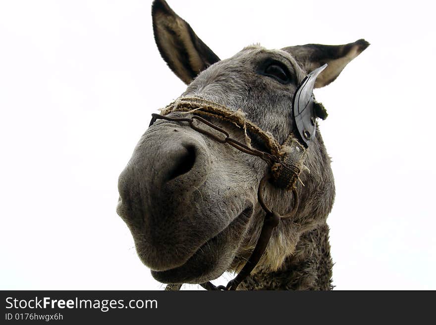 A donkey isolated on white  background. Close-up.