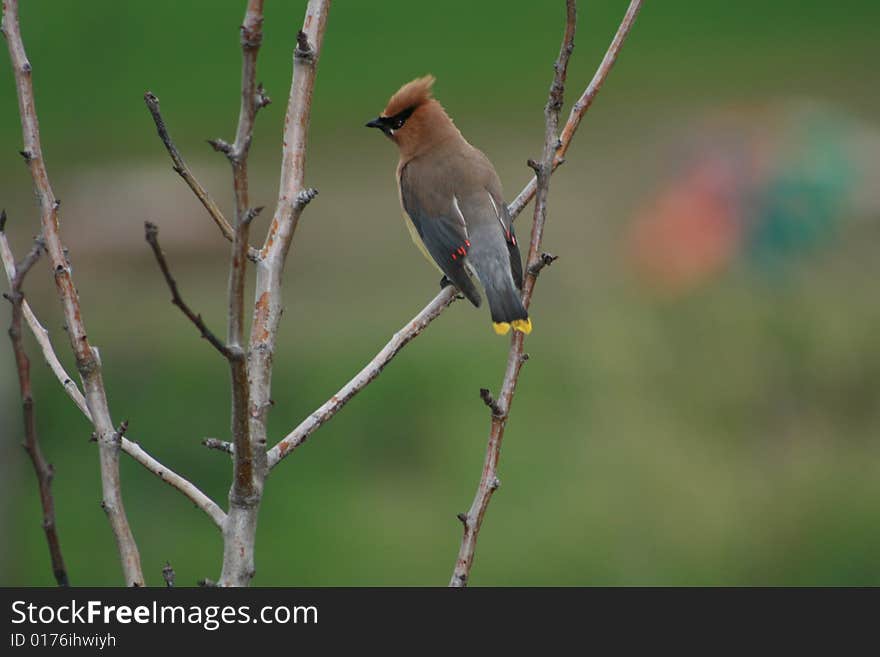 Cedar Waxwing bird sitting in an Ash tree.