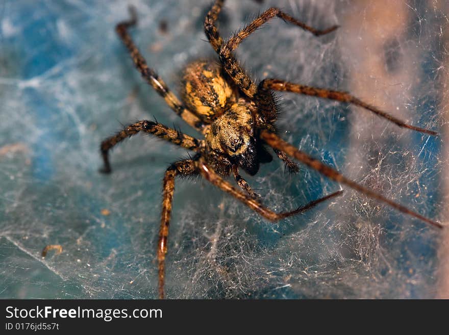 Close-up of a spider in web