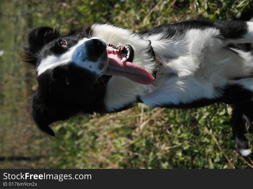 Happy Dog With Floppy Tongue.