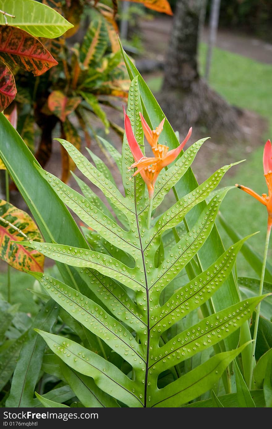 Plant life with good depth of field for copy