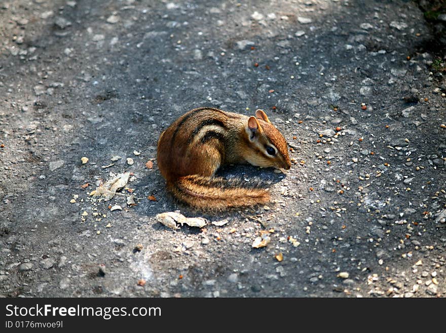 Chipmunk