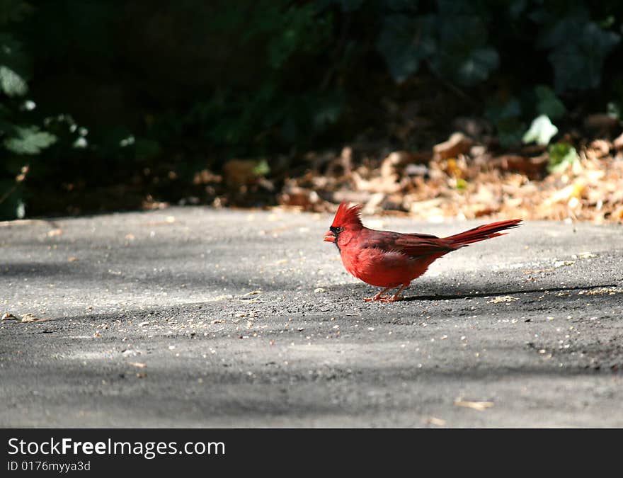 Cardinal