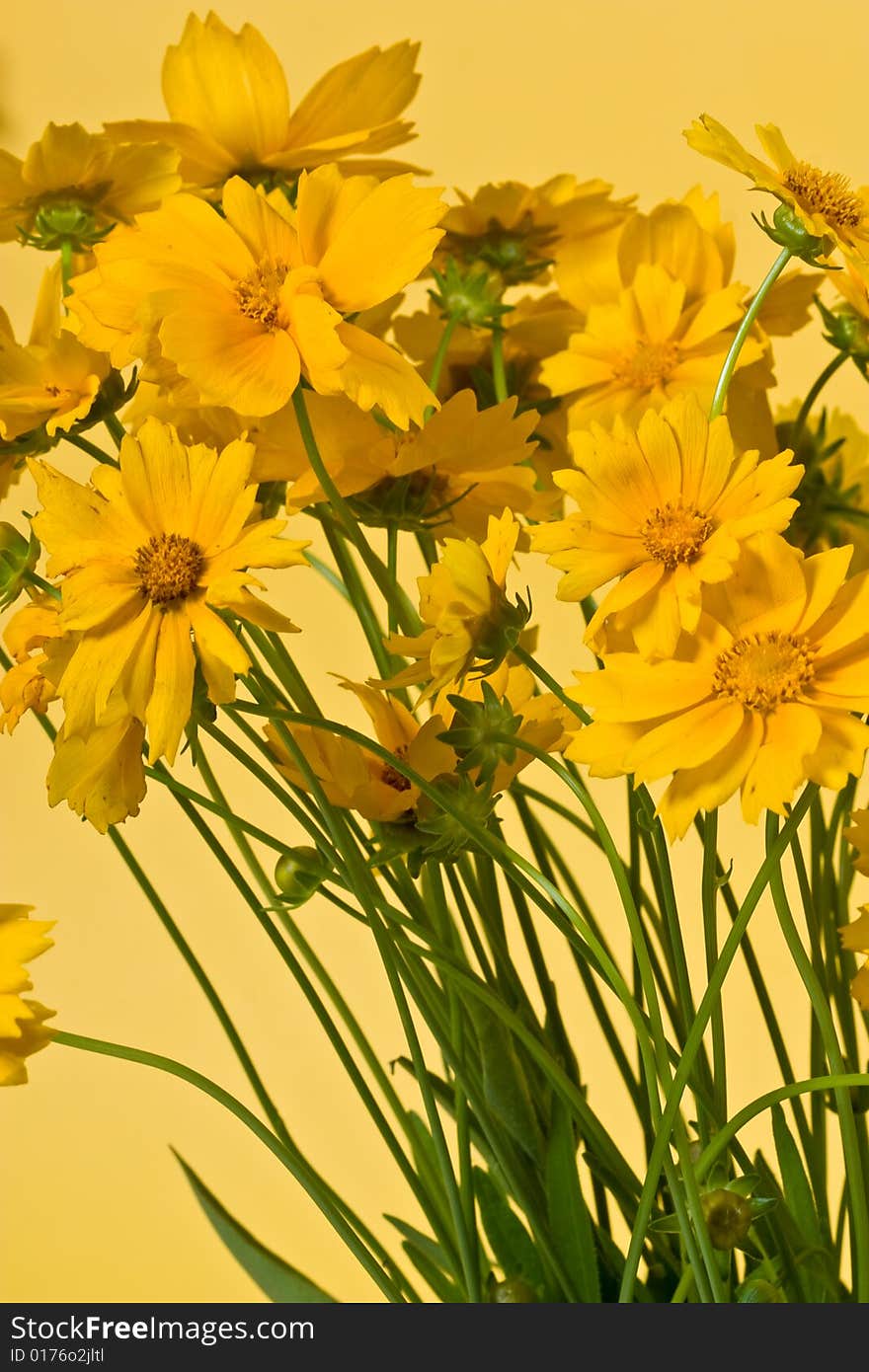 Bunch of yellow flowers on the yellow background