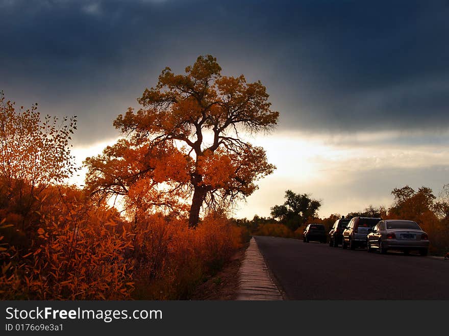 Populus diversifolia tree in autumn,in China's western regions