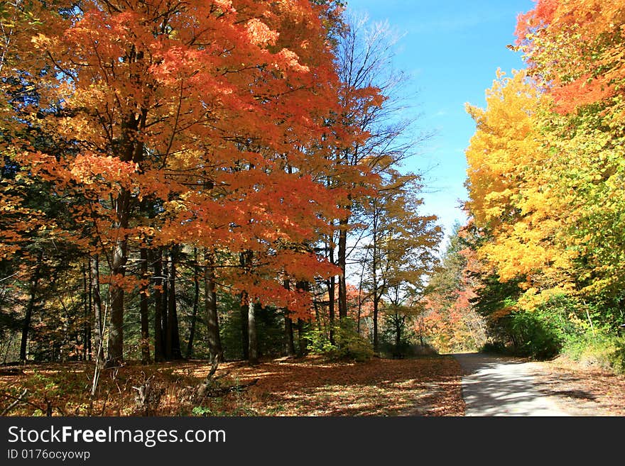 Trail in Autumn Forest