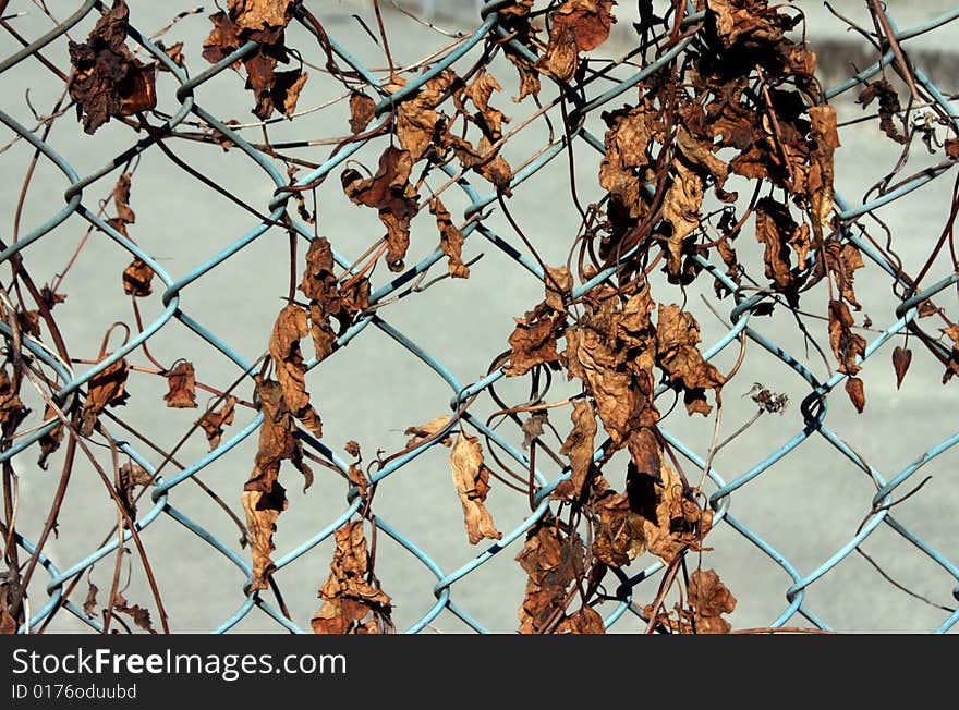 Dried Leaves on Chain-Link Fence. Dried Leaves on Chain-Link Fence