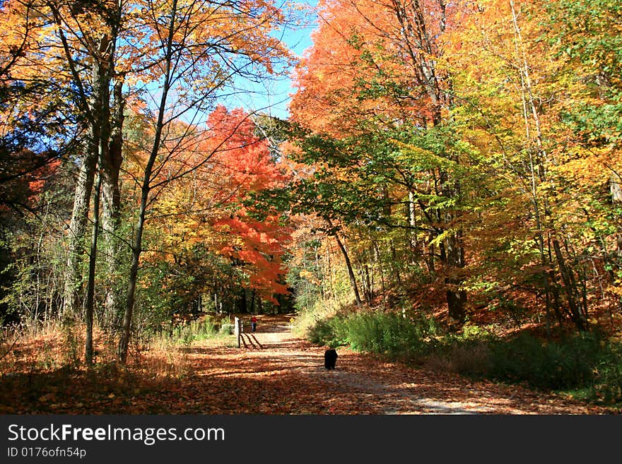 The black dog on the train in autumn forest. The black dog on the train in autumn forest