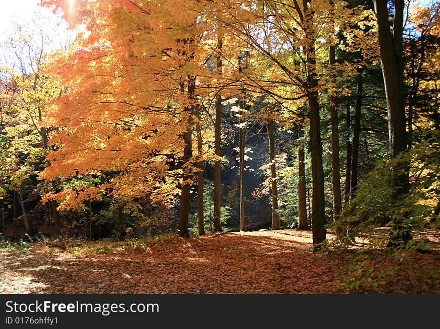 Autumn Forest