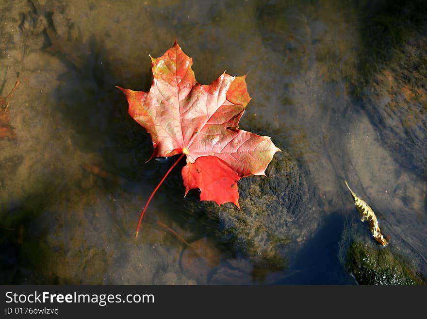 Red maple leaf on the water surface