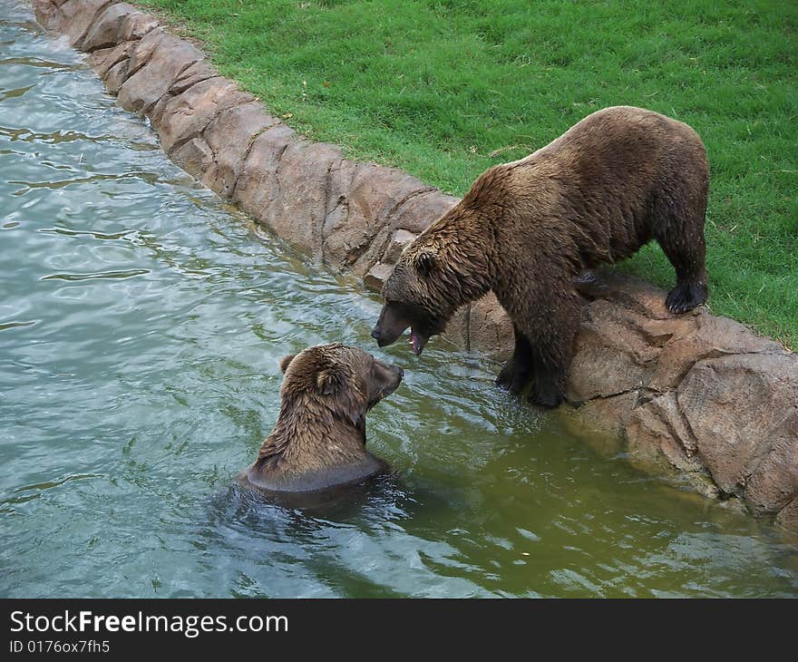 Bears Playing In The Water