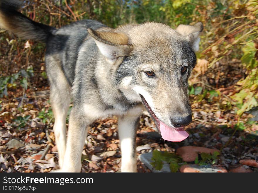 Wild wolf pup explores surroundings