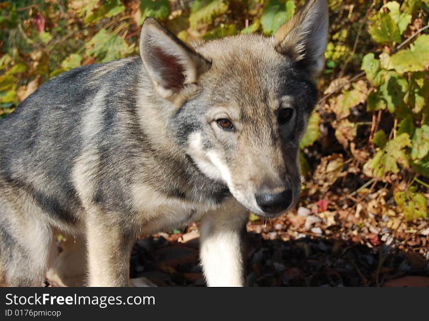 Wolf Pup Sitting