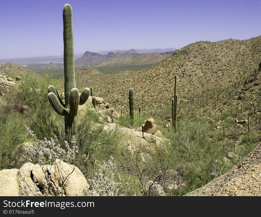 Saguaro Valley