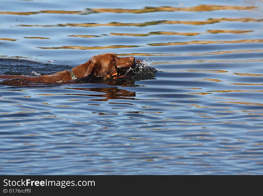 A labrador retriever fetches a mallard duck. A labrador retriever fetches a mallard duck