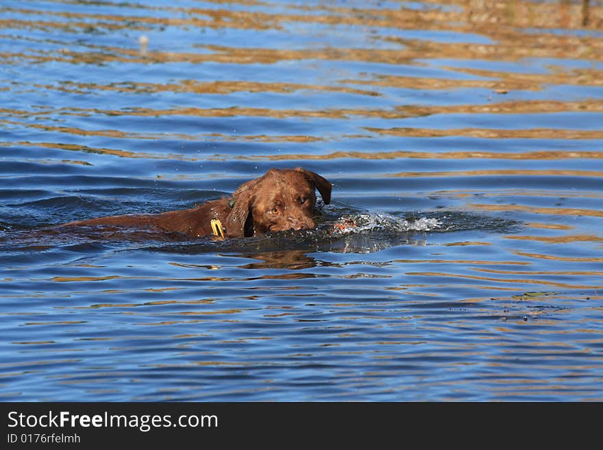 A labrador retriever fetches a mallard duck. A labrador retriever fetches a mallard duck