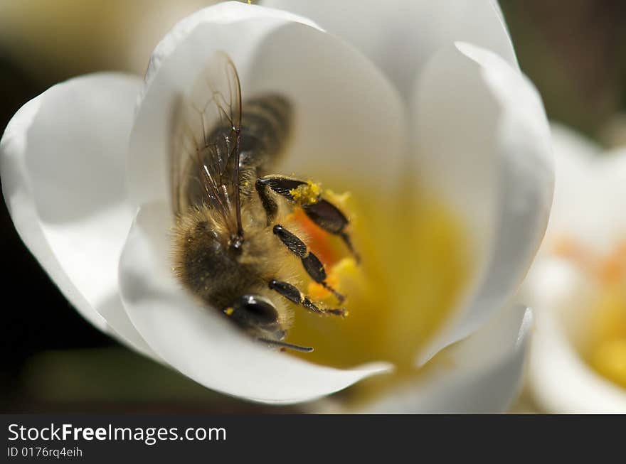 Bee collecting pollen in crocus flower. Bee collecting pollen in crocus flower