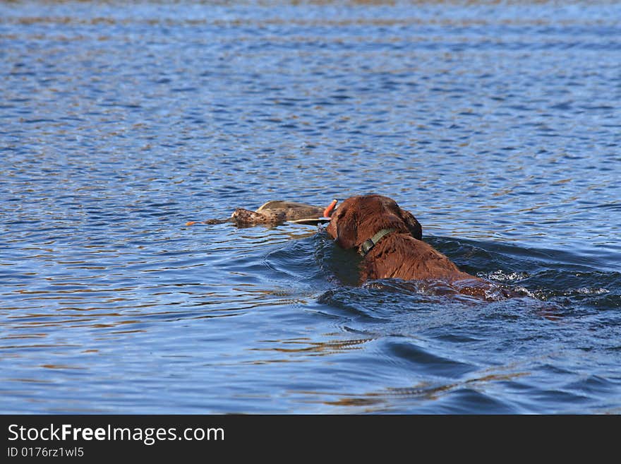 A labrador retriever fetches a mallard duck. A labrador retriever fetches a mallard duck