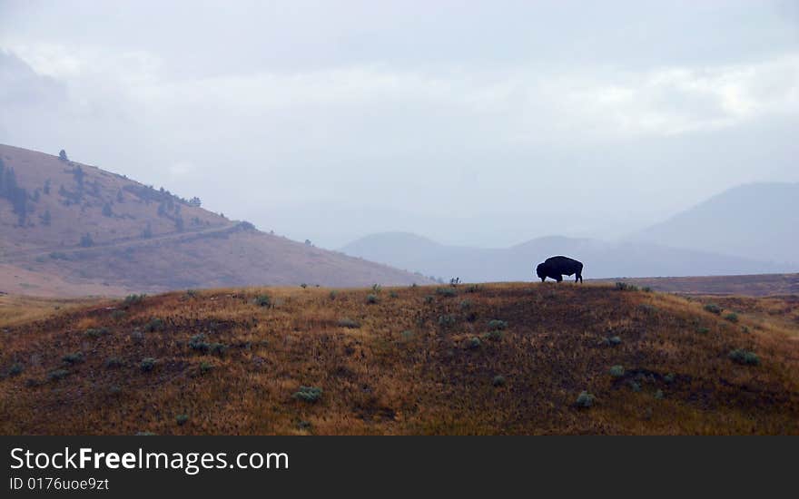 Montana bison in rain mountain and rain. Montana bison in rain mountain and rain