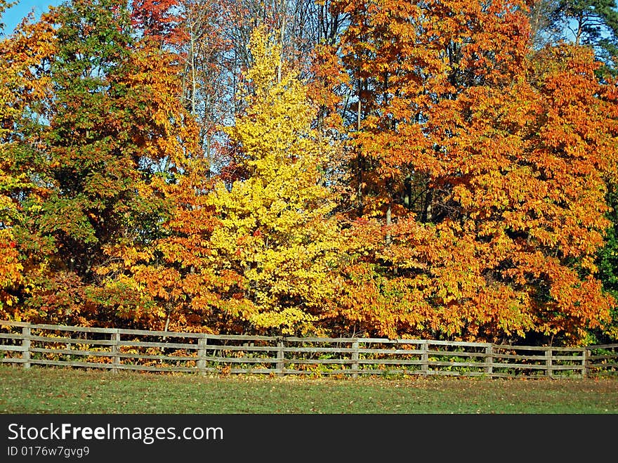 Colorful foliage in a horse farm. Colorful foliage in a horse farm.