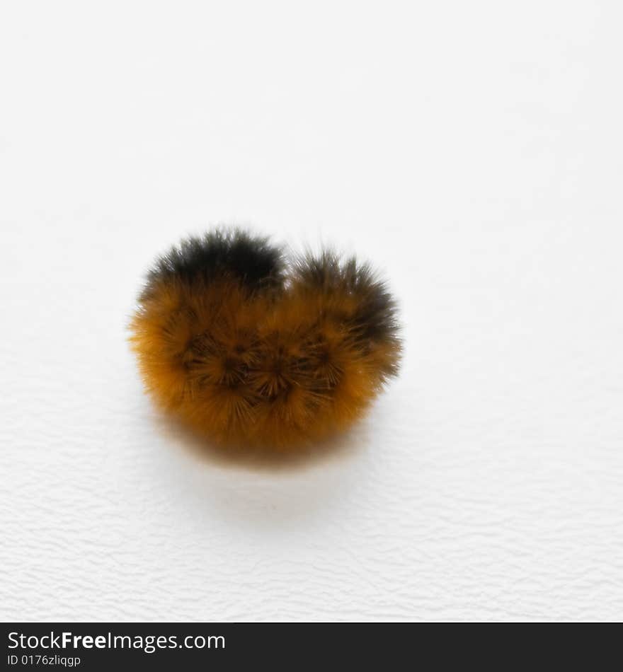 Black and orange fuzzy caterpillar curled up on a white vinyl background. Black and orange fuzzy caterpillar curled up on a white vinyl background.