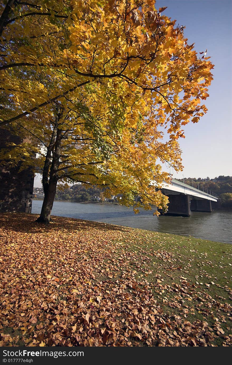 Autumn Colours.
Yellow autumn tree by the German Rhine river bank.