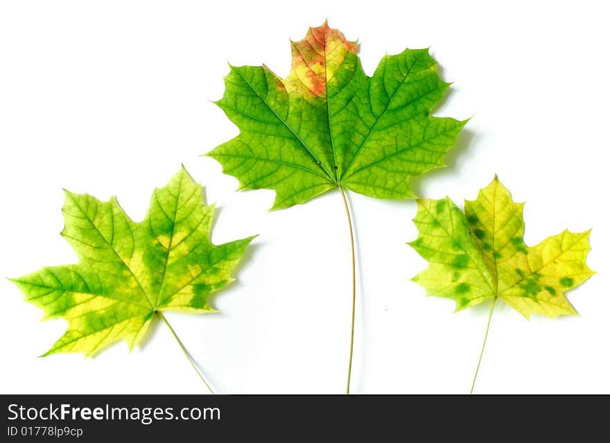 Autumn leaves isolated on white background