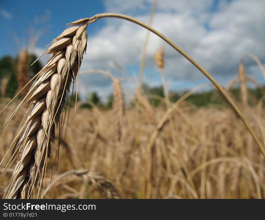 wheaten spike in the field. wheaten spike in the field