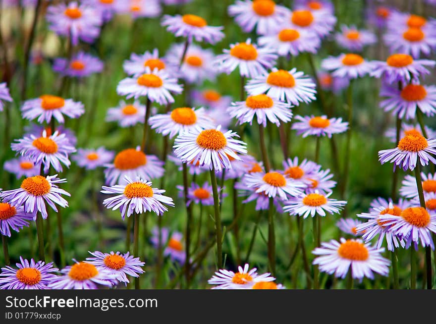 Violet flowers