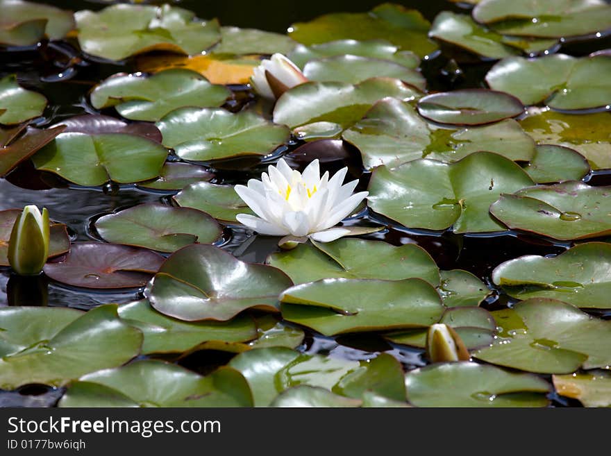 View of white water-lily and leafs around it. View of white water-lily and leafs around it