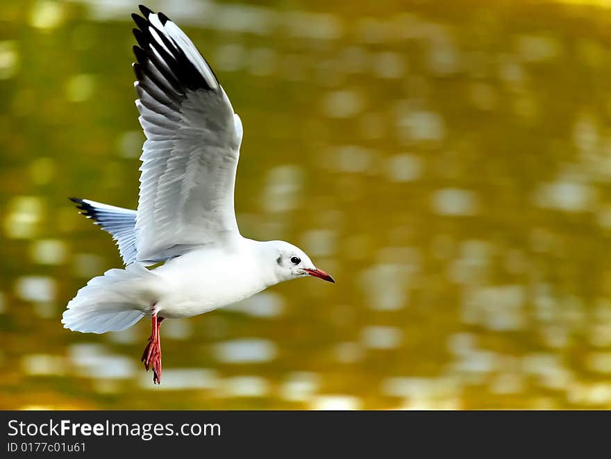 Flying gull